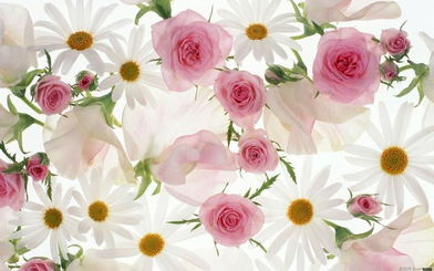 花槿的花语,花槿，一种美丽的花卉，以其独特的花形和色彩而备受瞩目