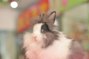 淡紫灰色道奇猫猫兔MM 狮子兔