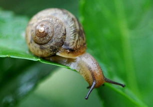 蜗牛啃光白菜叶子 掌握2个技巧,防蜗牛 防病害,还能增产