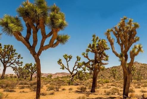 如果沙漠上种满了树,地球会变得更好吗