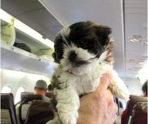 当狗狗们坐上飞机,傲娇得都成了戏精 海航也可以带宠物了