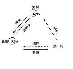 DNA RNA 蛋白质三者之间的关系 