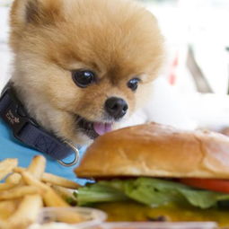 18种狗狗绝对不能吃的食物,你喂错了吗 