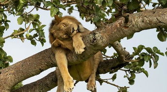 狮子掌握爬树技巧,轻松爬上细小枝干,花豹上树的优势不复存在