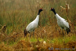 中国国家一级保护动物 黑颈鹤 