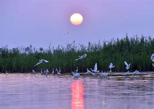 有11个西湖那么大,还藏着一个新中国的 第一 这样的衡水湖你认识吗