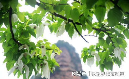 张家界6000万年历史的鸽子花开了