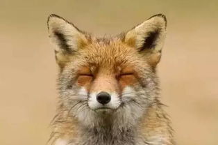 十八只狐狸,十八种心态,十八种结果 你是哪一只 搜狐 