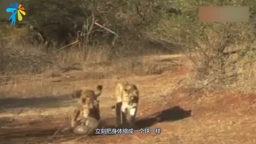 穿山甲出门觅食,迷路闯入狮子的地盘,还好有一身盔甲 