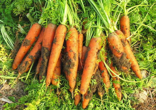 胡萝卜什么时候种最好,胡萝卜种植的最佳时间？