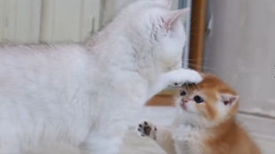 好消息 小白猫找到领养人了