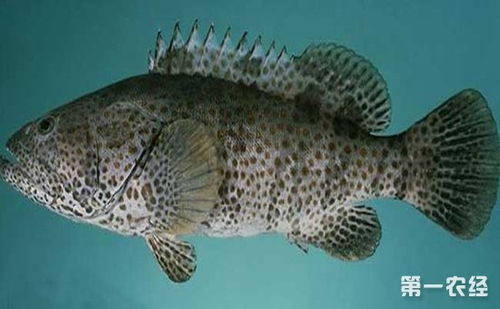 石斑鱼的种类及