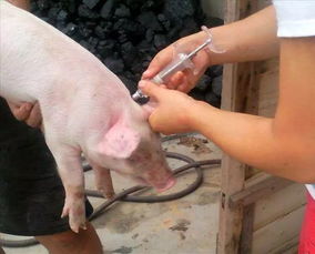 养猪场的公猪阉割要点,带你看看阉猪的完整过程 