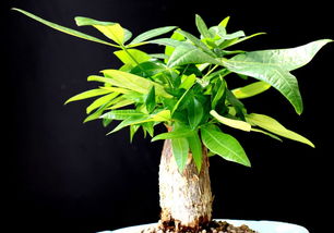 发财树怎么施肥多？掌握技巧，让你的盆栽茁壮成长！