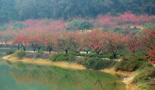 桃花源诗原文及翻译