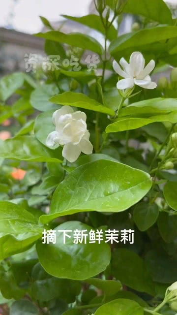 干茉莉怎么做茉莉蜜