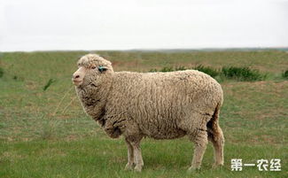 养殖母羊时,母羊配种需要注意些什么问题