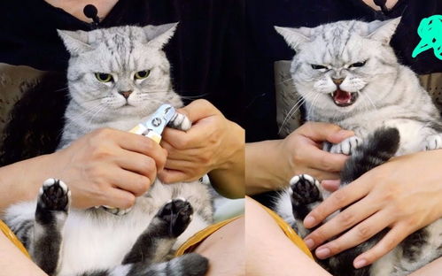 猫可以剪指甲吗（小奶猫可以剪指甲吗）