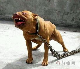 世界9大顶级恶犬 藏獒 比特犬 加纳利犬 日本土佐