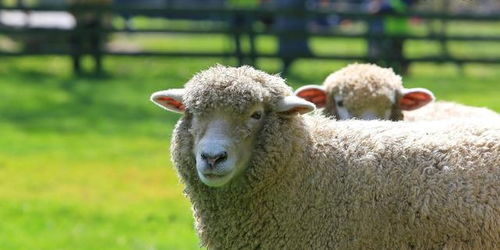 属羊人过了30岁的命运(属羊人30岁后)
