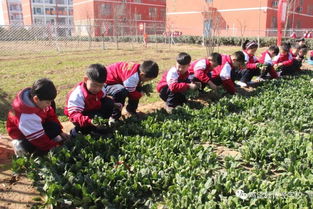 诗经学校一二年级部学子走进菜园,体验田园乐趣