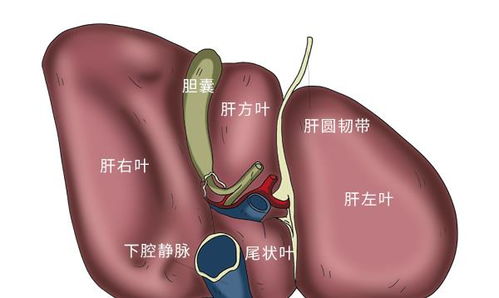 肝癌一发现就是晚期 殊不知早期也有信号,可惜好多人无视了