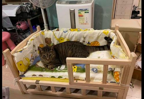 主人给猫咪做了一个小床,还有枕头毯子,还以为它变成人形了呢