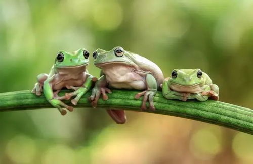 听说你在养蛙,那你知道 三只青蛙 的时间管理法么 管理必修课 