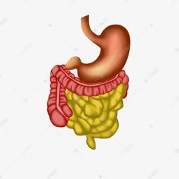 肠胃内脏器官素材图片免费下载 千库网 