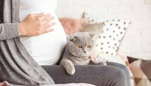 怀孕到底能不能养猫呢