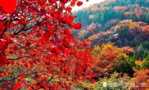 香山红叶是什么树的叶,香山红叶是什么树叶子