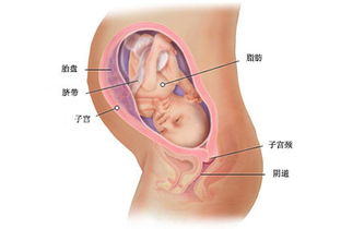 31周胎儿长什么样子？怀孕第31周的注意事项