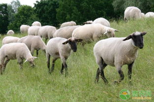 养羊如何节省饲料 注意这两点就可以