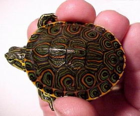 塔巴斯哥红耳龟