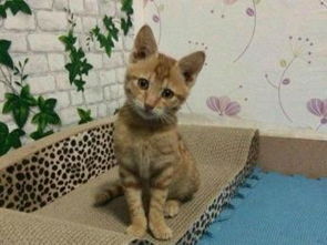 图 3个月大的猫咪求好心人收留 广州宠物猫 