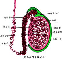 男性结扎手术