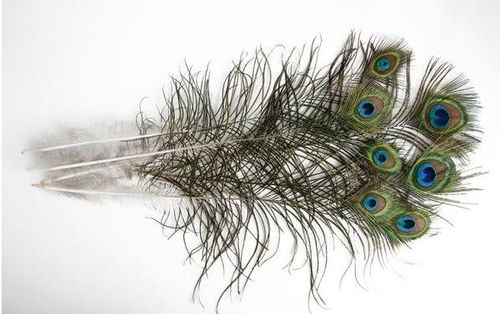孔雀羽毛不仅寓意深刻,还与风水有密切联系