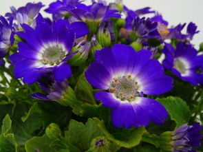 做梦梦见蓝色的花是什么意思 周公解梦 
