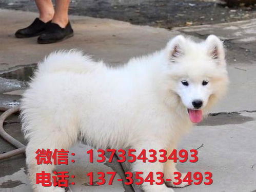 四川宠物狗狗犬舍出售纯种萨摩耶犬澳版萨摩幼犬活体狗市场在哪卖狗地方