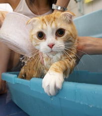 珍宝 猫粮健康小知识 你知道怎样给猫咪洗澡吗