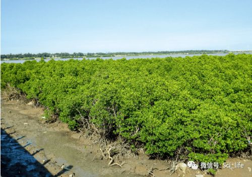 冷知识 植物也会 胎生