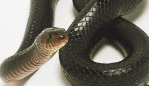 最容易和有毒蛇搞混的中国十大无毒蛇类,竟然有喜欢吃响尾蛇的蛇