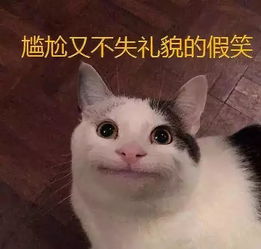 自从养了只奶牛猫后,家里的鱼就不好了,更可怕的是铲屎官的智商也开始直线下降