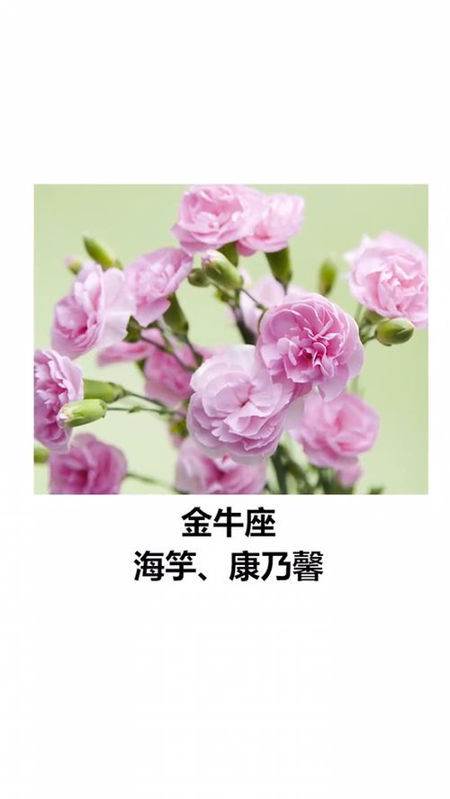 十二星座第一束花是什么花(12星座的生辰花)