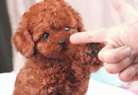 发现狗爪子冰凉是病了吗 如何预防泰迪狗狗生病 