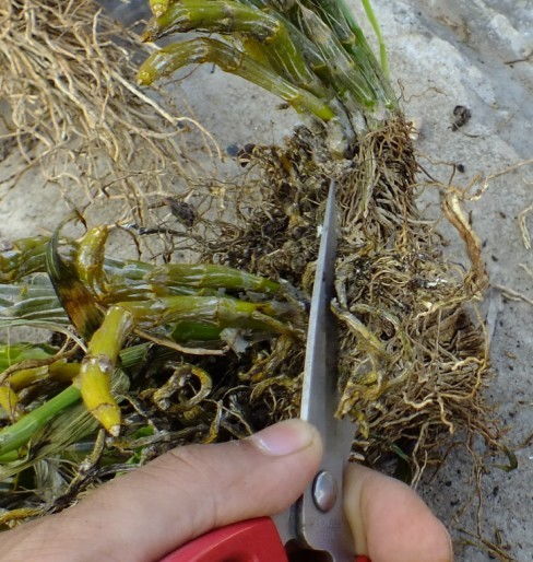 石斛的种植技巧和方法 