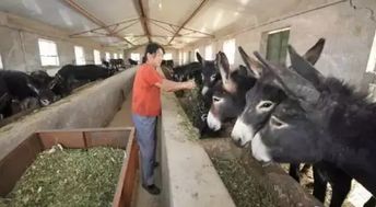 一夜之间,全世界的农民都在给中国养驴,能发大财