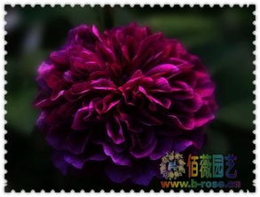 紫刑花的花语是什么,紫刑花的花语：神秘、高贵与爱情的禁忌之恋