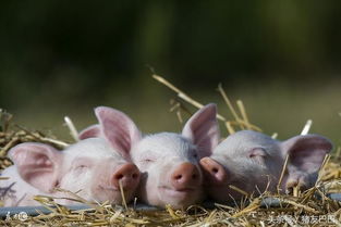 农民学养猪 三种适合农村小规模低成本的养猪技术,值得收藏