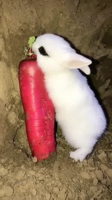 难怪女孩子都喜欢兔子,吃个东西都这么可爱,这谁能不喜欢啊 